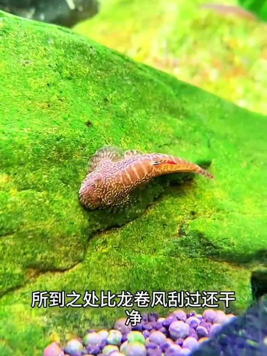 贵州爬岩鳅 冷水鱼除藻高手 超好养你知道吗