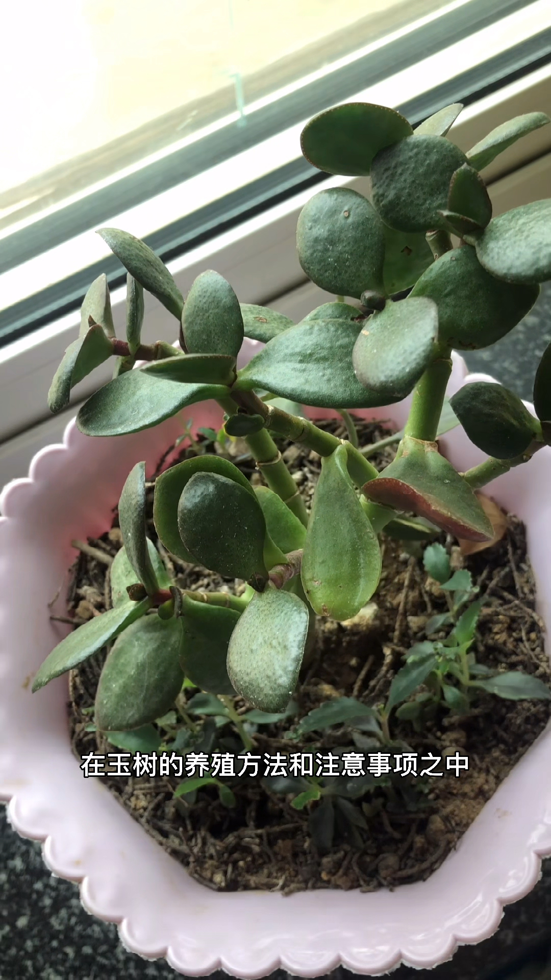 玉树的养殖方法及注意事项。