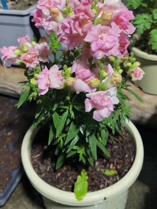 耗时半年的金鱼草种植实录,选种、育苗、开花一步到位