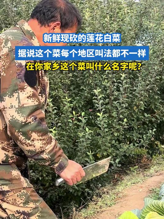 这个菜叫：包菜，莲花白！在你家乡这个菜叫什么名字呢？