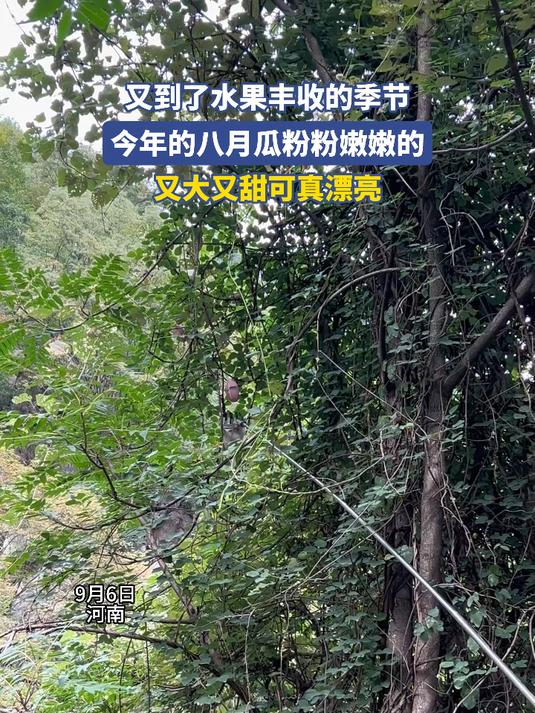 又到了水果丰收的季节,今年的八月瓜粉粉嫩嫩的