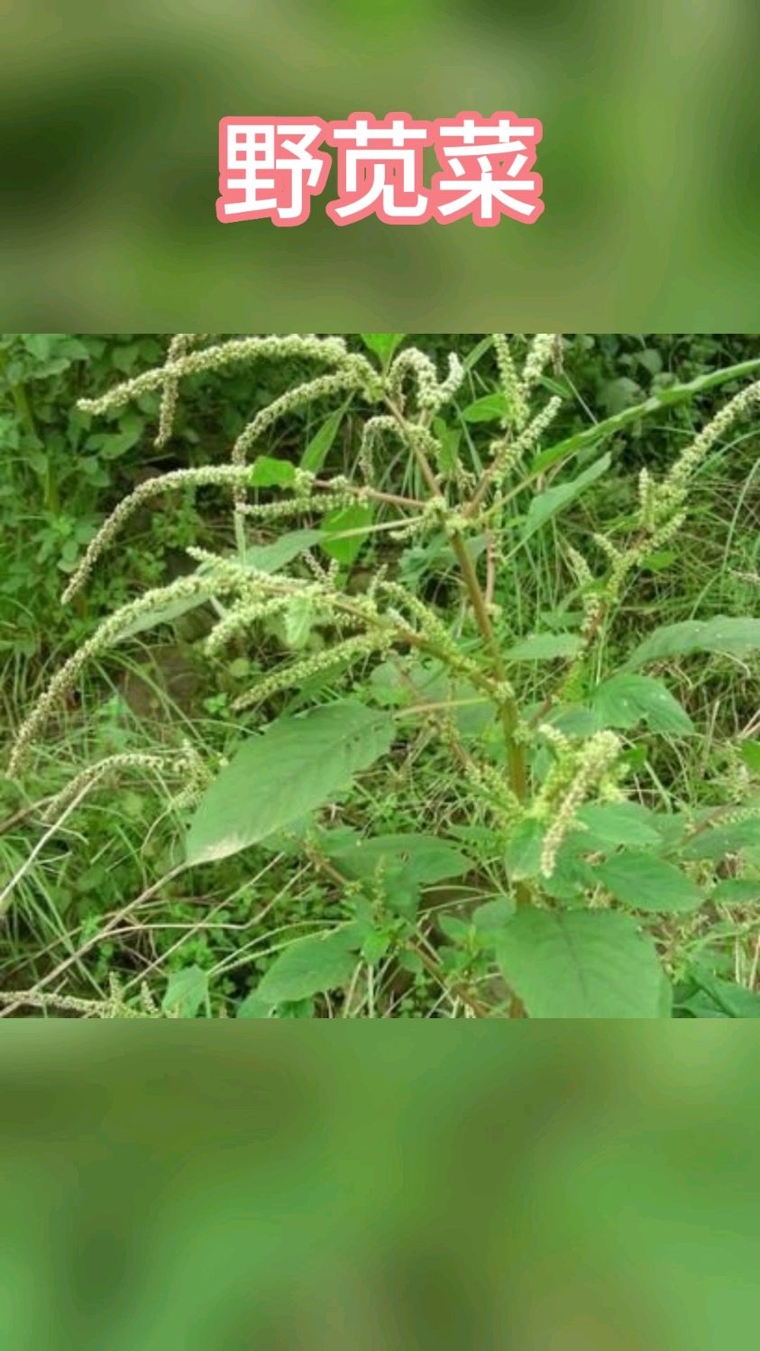 野苋菜,你们吃过吗?