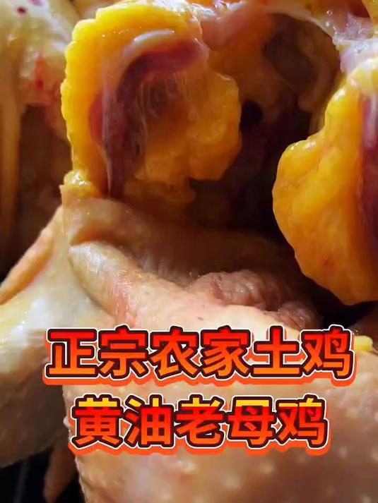 农家散养黄油老母鸡