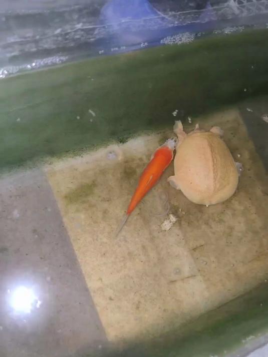 让我养到真僵尸鱼了