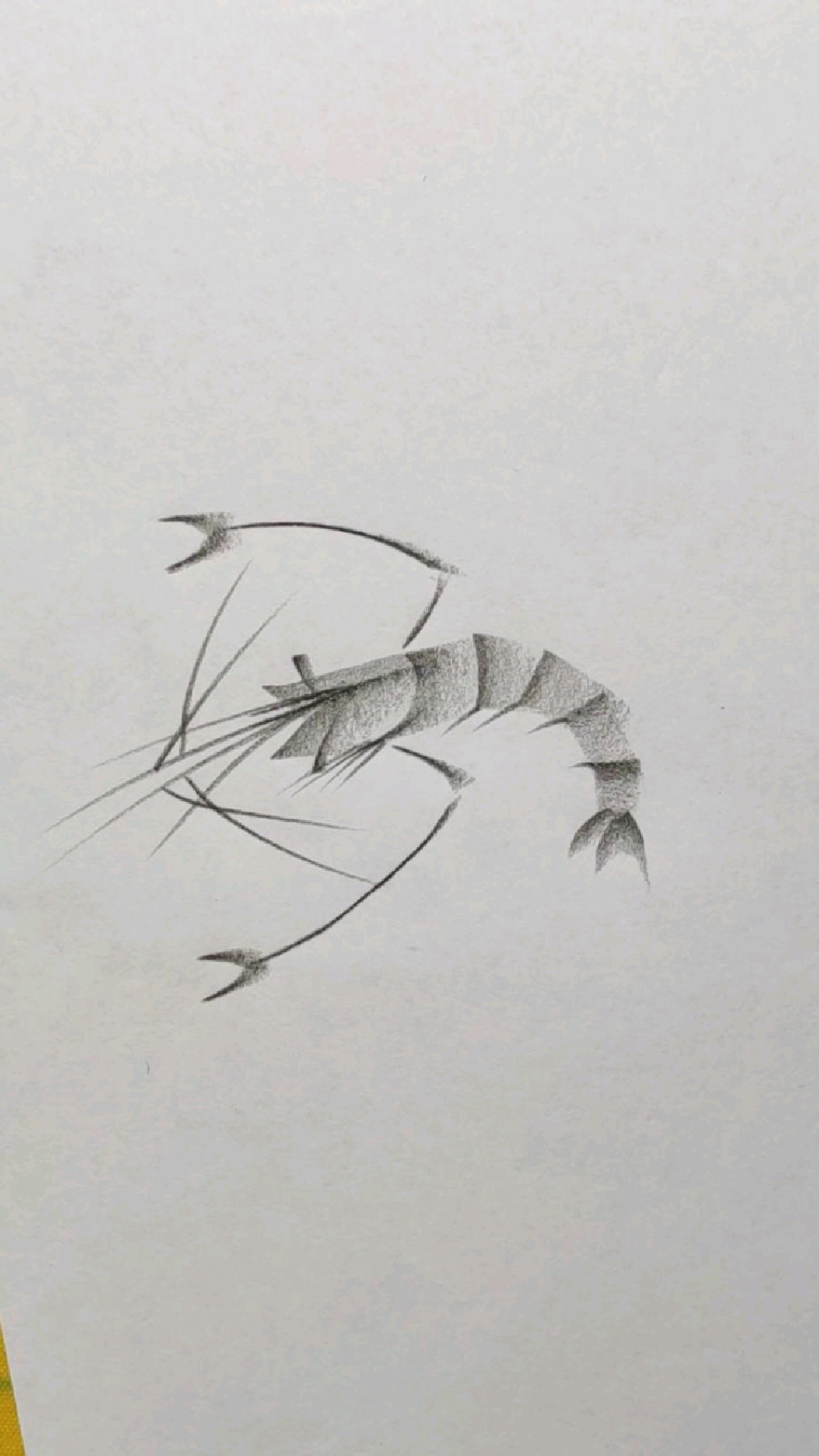 虾这样画简单易学