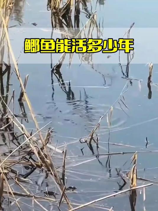 鲫鱼能活多少年?你知道吗?
