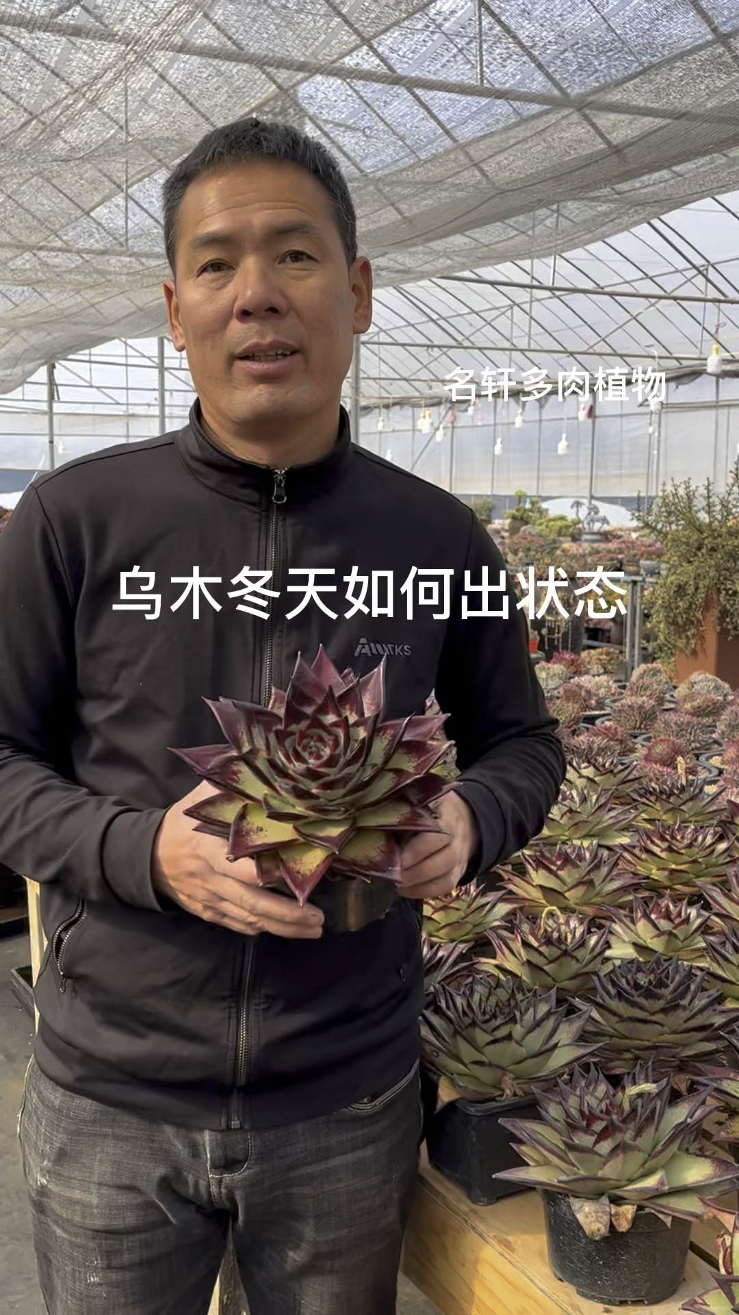 多肉植物乌木冬季如何出状态