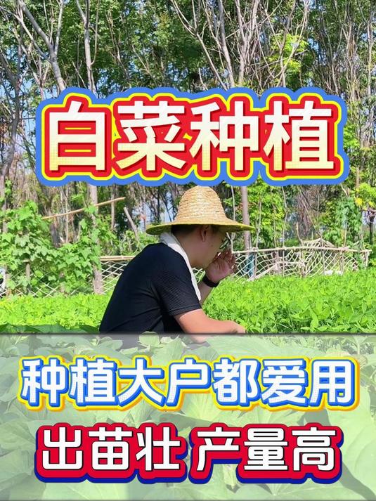 白菜怎么种,出苗壮,产量高