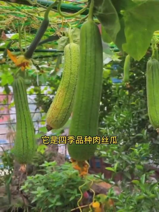 老品种大肉丝瓜,鲜嫩口感好,搭个架子结的密密麻麻!