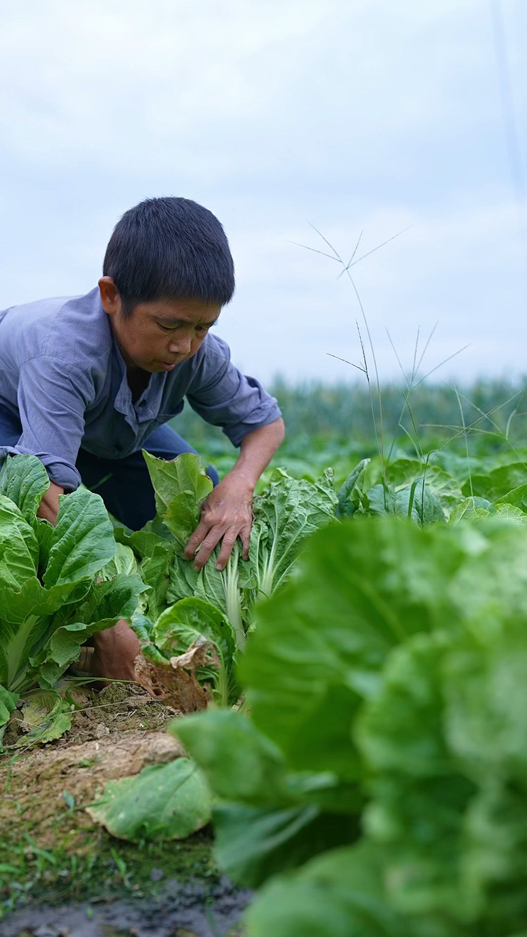 传统腌制酸白菜,用来焖排骨,酸脆开胃好下饭
