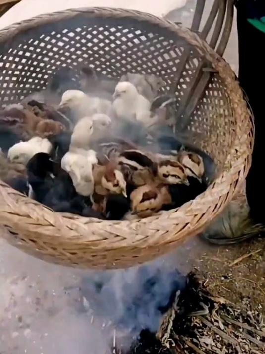 为什么小鸡仔要用烟熏,难道有什么说法吗