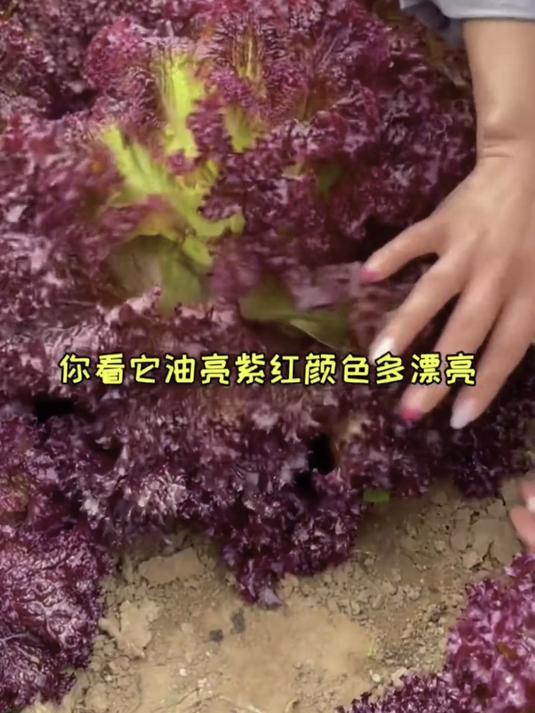盆栽紫叶生菜不用育苗,撒籽5天就破土,边摘边吃越采越长!
