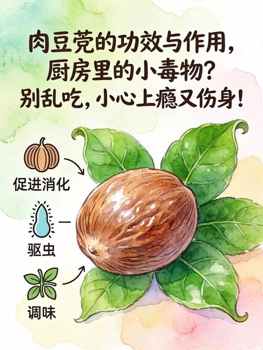 肉豆蔻的功效与作用,厨房里的小毒物?别乱吃,小心上瘾又伤身!