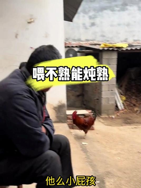 这公鸡看不出来个眉眼高低,少主人你也敢惹,直接上桌了吧