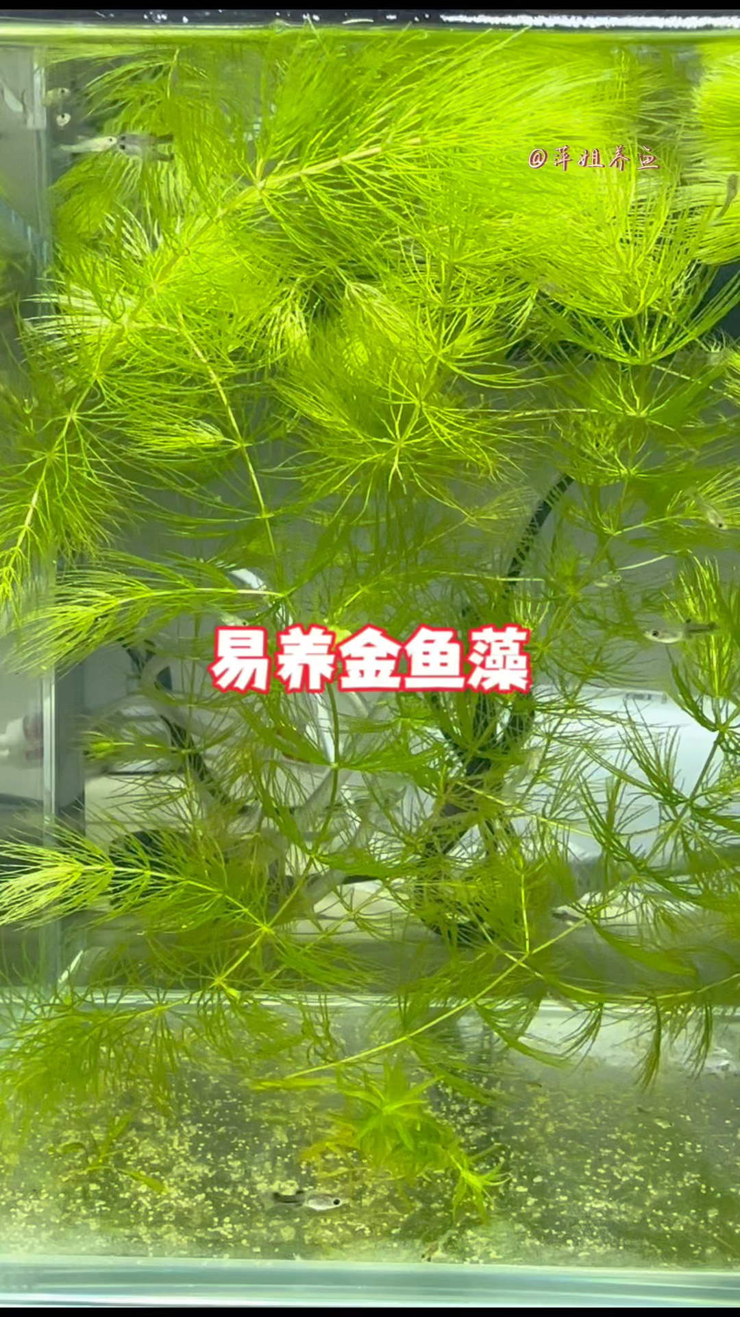 你的孔雀鱼想要养爆缸,可以多放点金鱼藻在缸里#水族 #鱼缸里的大自然 #水草