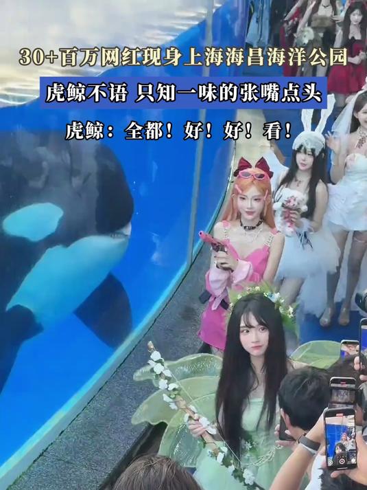 30+百万网红现身上海海昌海洋公园,虎鲸不语,只知一味张嘴点头