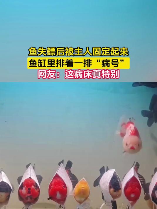 鱼失鳔后被主人固定起来,鱼缸里排着一排“病号”,网友:这病床真特别