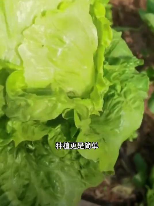 结球生菜,像生菜又像包菜,生吃没有苦味