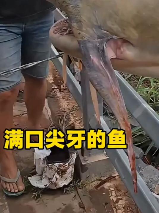 淡水鱼王巨魾鱼，200多斤差点被吃绝种