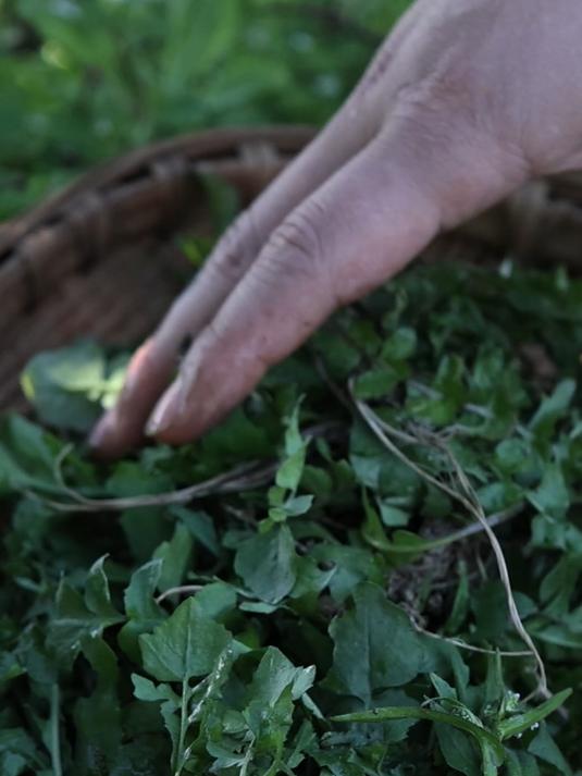 「宜宾」寻味长宁-荠菜豆腐羹,感受春天的味道
