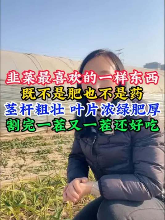 韭菜高产秘籍:非肥非药,茎粗叶厚割茬不断超好吃