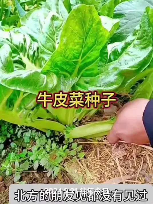 农村牛皮菜种植有技巧,你们那咋称呼?快来瞧!