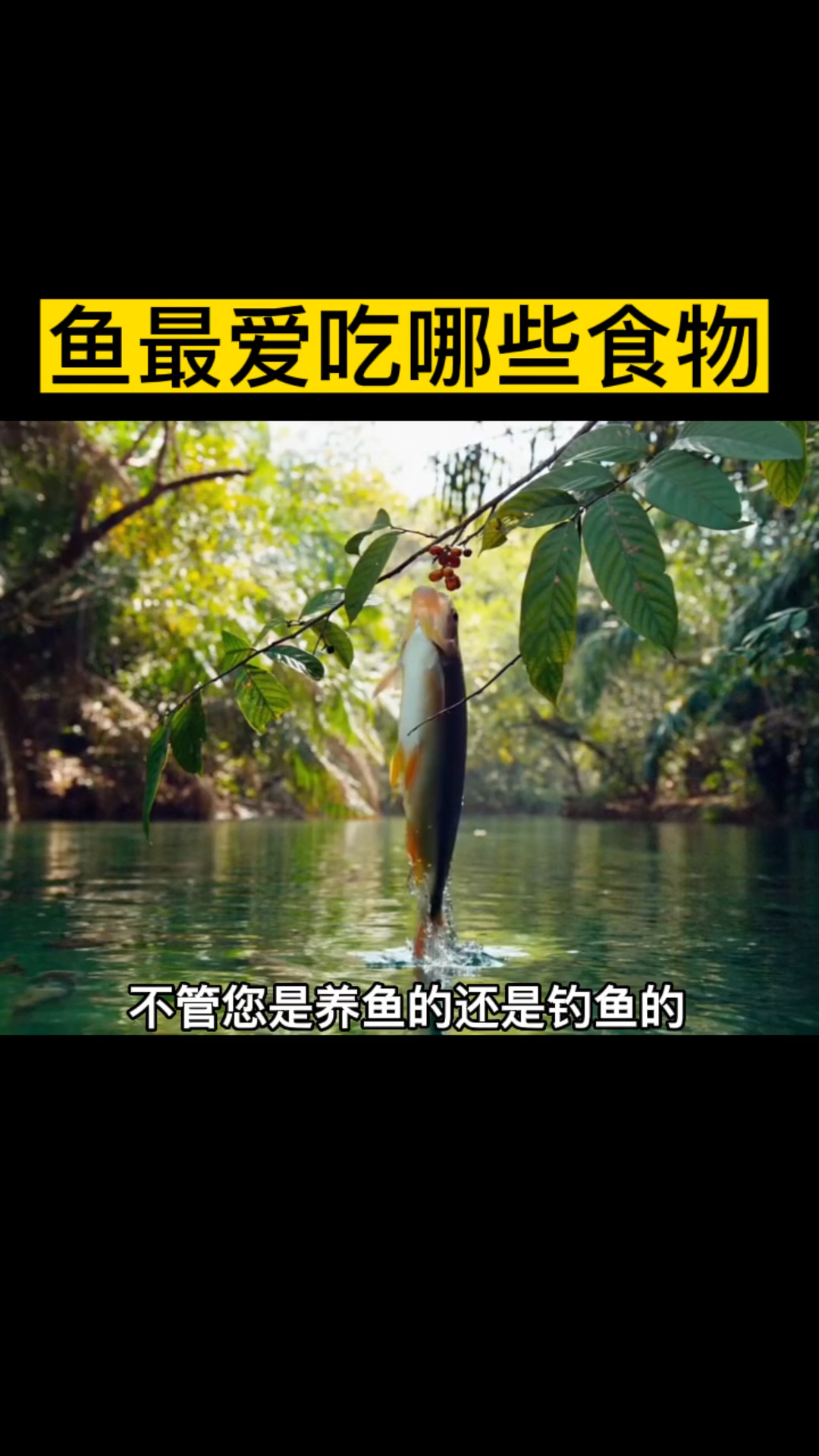 鱼最爱吃哪些食物#水产养殖