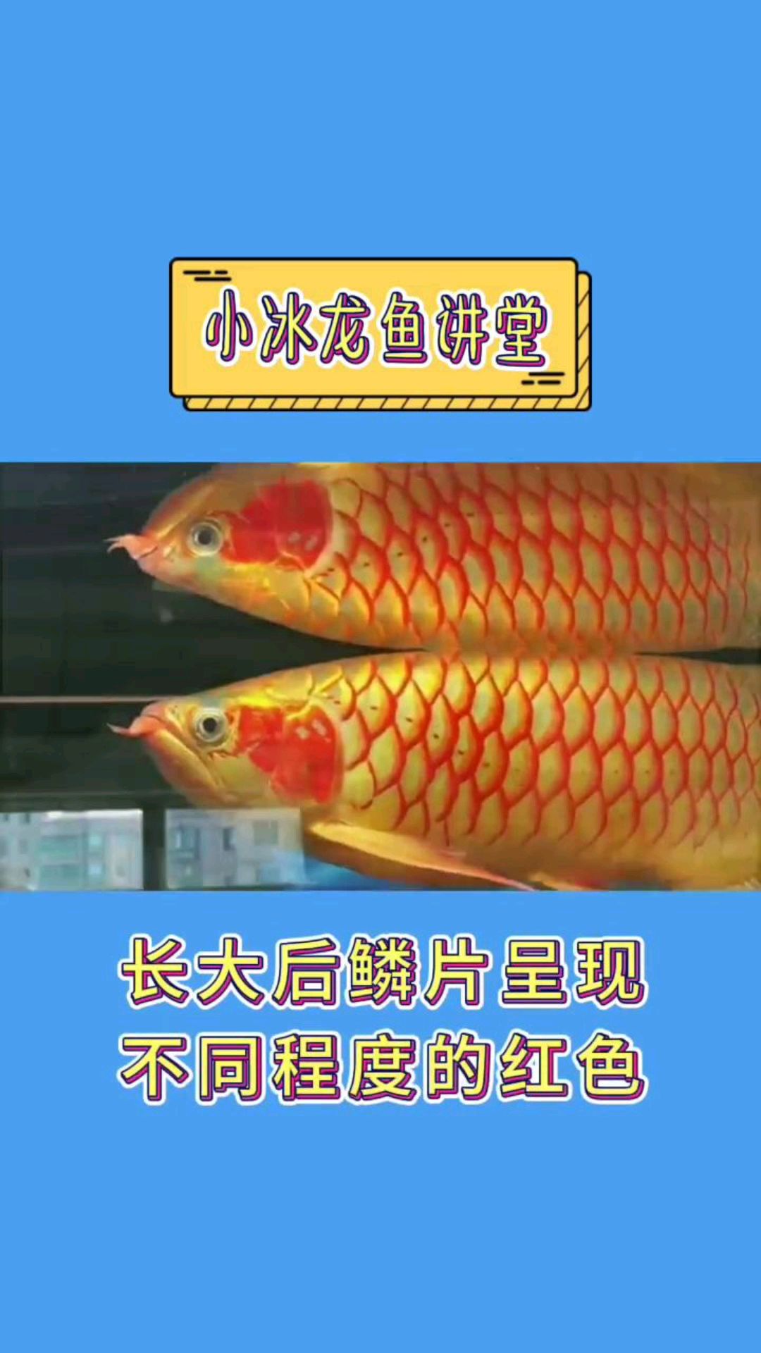 秒分水中龙鱼