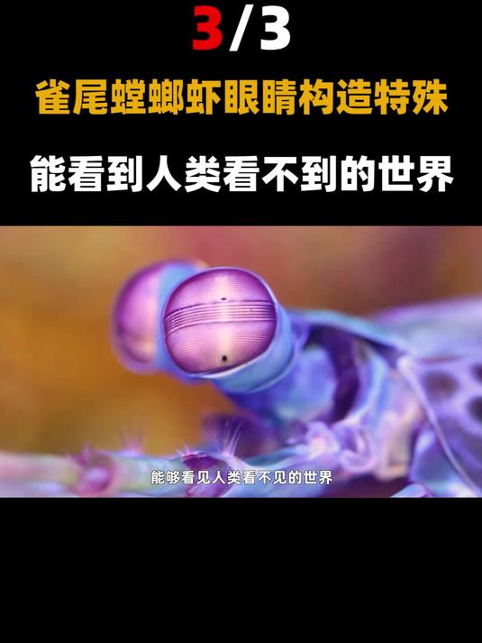 雀尾螳螂虾:1秒500拳,出拳加速度堪比子弹,能一拳打碎鱼缸