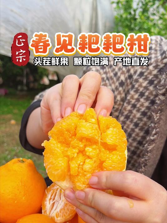 春见耙耙柑,红皮黄肉的甜