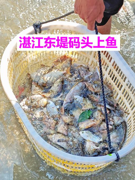 东海虾蟹西海鱼,湛江东堤码头上鱼记录