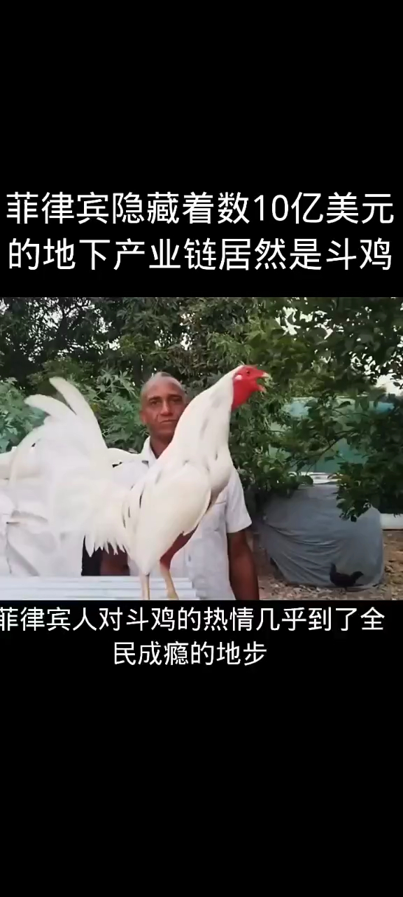 菲律宾对斗鸡的热情到了成瘾的地步