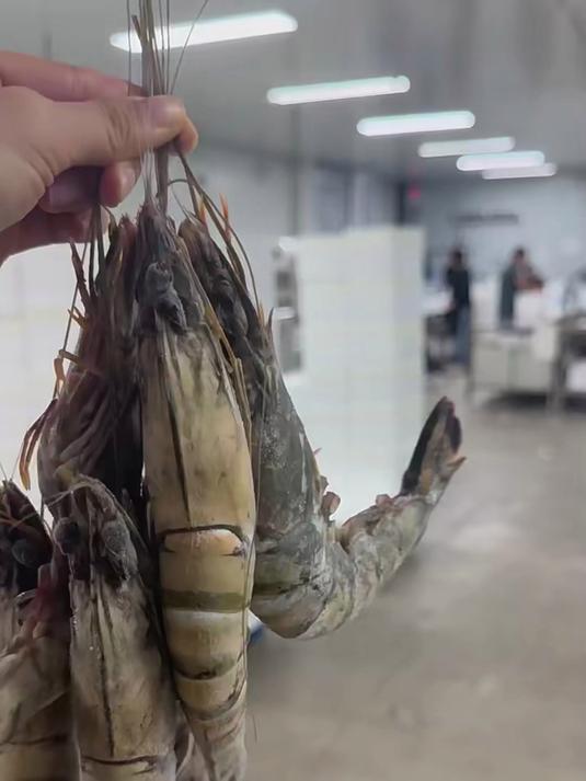 抢鲜啦!超大黑虎虾好营养