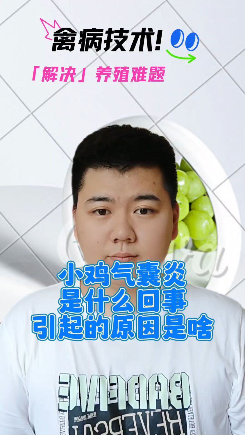 #鸡气囊炎是怎么引起的鸡气囊炎用什么效果好鸡得了气囊炎该怎么办小鸡气囊炎怎么解决