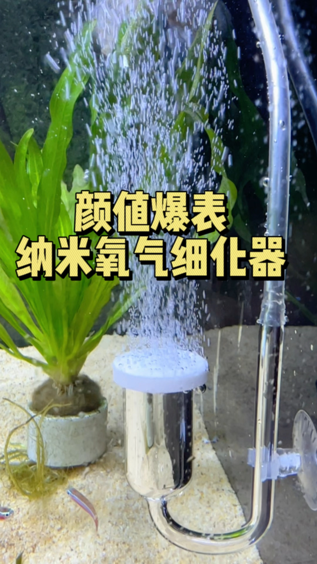 这款颜值爆表纳米氧气细化器,雾化增氧,溶氧率高静音出气#水族#氧气细化器#养鱼日记