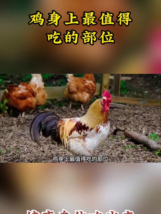 养生科普:鸡身上最值得吃的部位