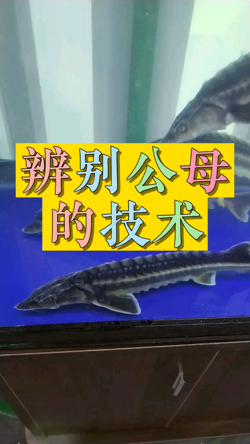 养殖致富新技术:俄罗斯鲟鱼,快速辨别公母