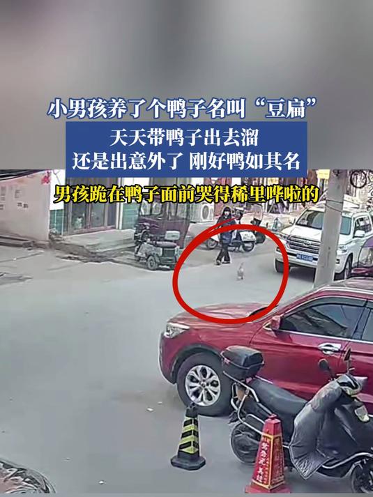 小男孩养了个鸭子名叫“豆扁”,天天带鸭子出去溜