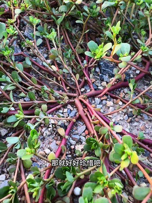 路边常见的马齿苋,你家乡叫它什么名字?