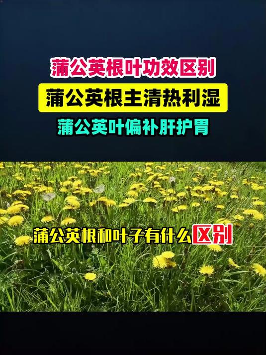 蒲公英根和叶子有什么区别 #扬帆养生季#