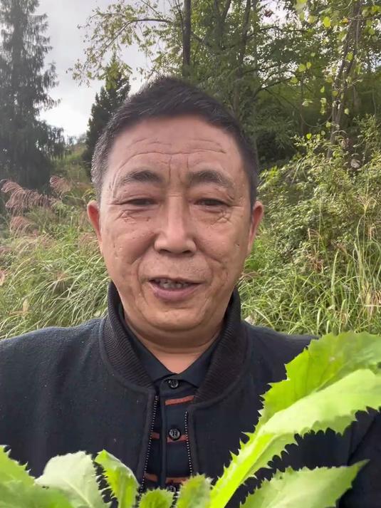 花叶滇苦菜，你们知道它有什么作用