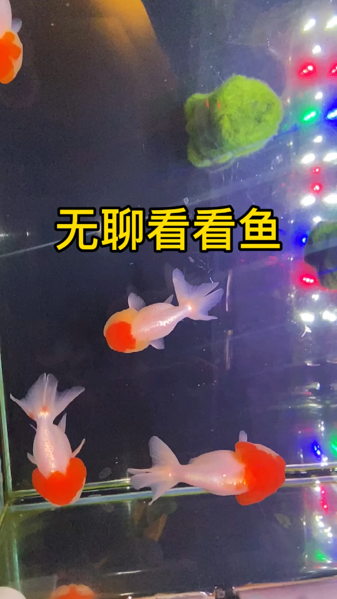 无聊的话,看看我家红顶猫狮金鱼吧