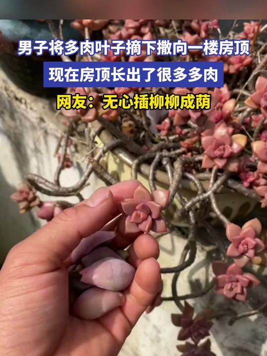 男子将多肉叶子摘下撒向一楼房顶 现在房顶长出了很多多肉 网友：无心插柳柳成荫