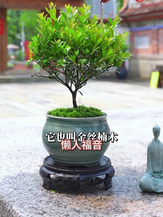 国风盆栽首选,赤楠老桩配紫砂盆,茶室书房格调倍增