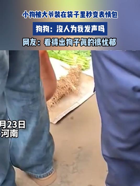 小狗被大爷装在袋子里秒变表情包 狗狗:没人为我发声吗