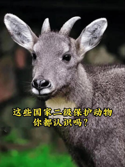 这些国家二级保护动物你都认识吗?
