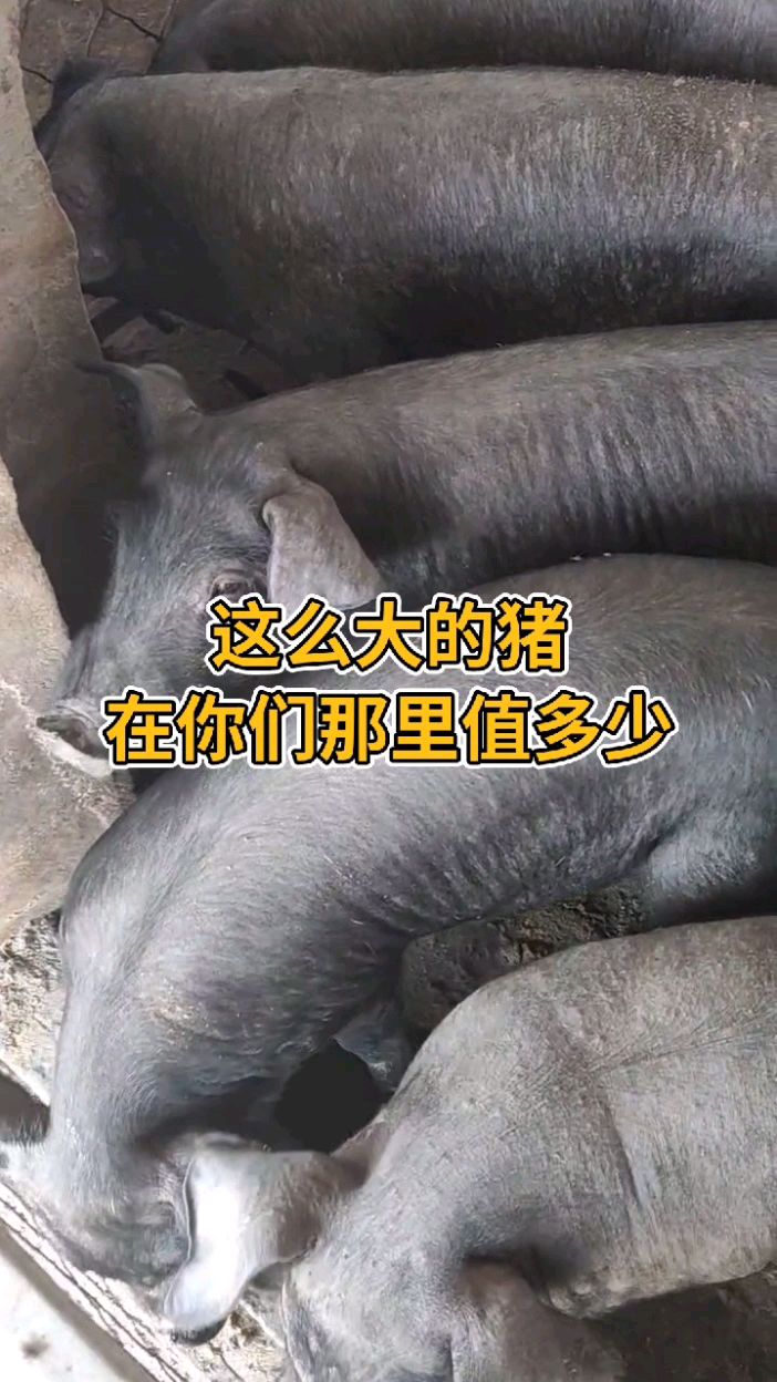 藏香猪人参猪,肉质细腻,脂肪少,营养价值高,瘦肉多