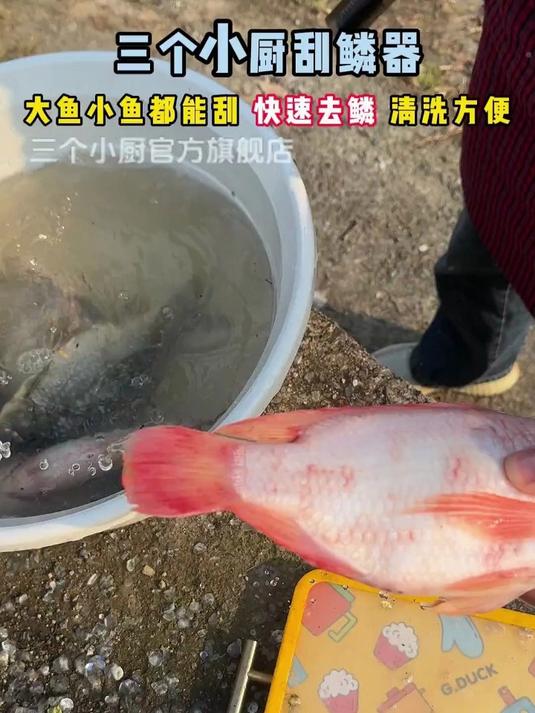 想要吃鱼不被坑一定要自己处理,用电动刮鱼鳞器,不伤鱼皮不伤手