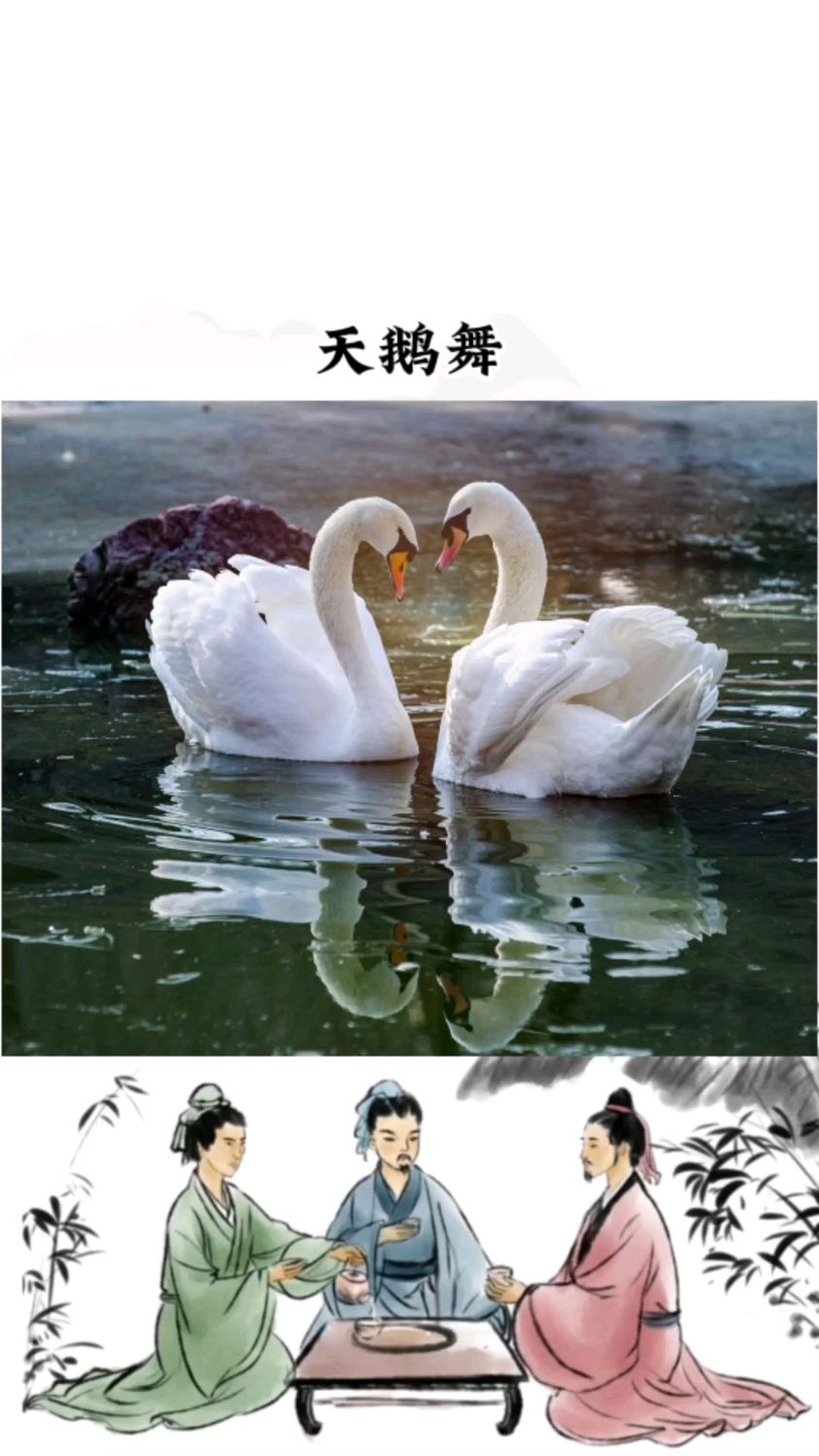 一对天鹅在湖里相互依偎翩翩起舞,难得一见,这才是真正的天鹅舞