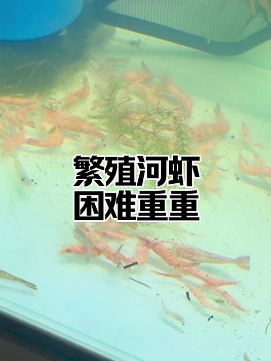 没想到河虾会这么难养！但我绝不放弃，直到繁殖成功！